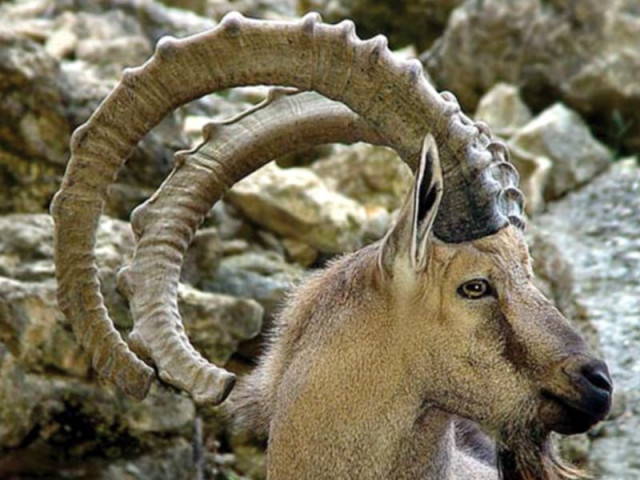 illegal hunt two men arrested for hunting ibexes
