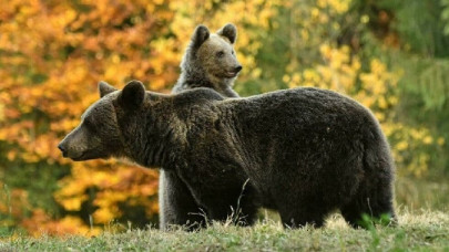 census could be blessing or bane for romania s bears census could be blessing or bane for romania s bears