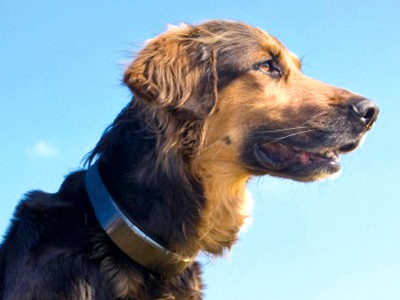 use your smartphone to track your pet use your smartphone to track your pet