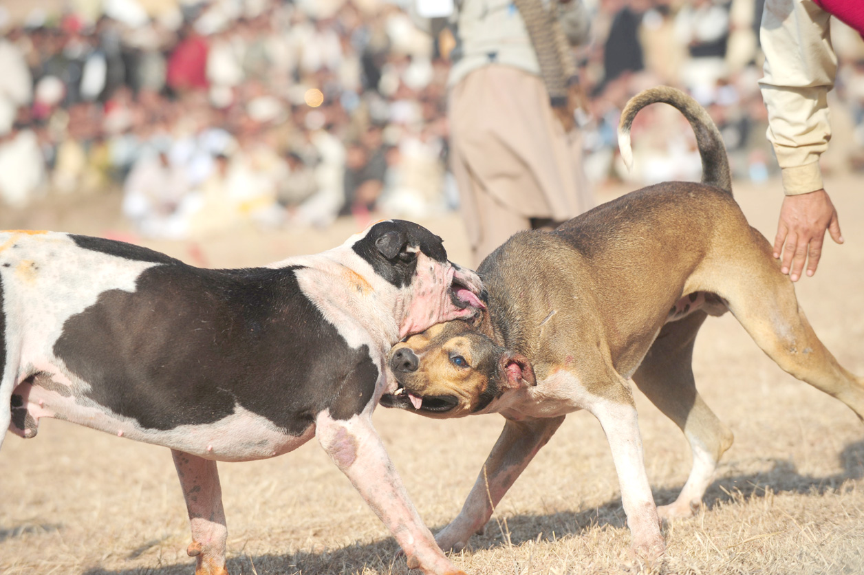 Police apprehend group involved in illegal dog fighting in Karachi