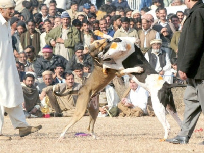 dogfighting in pakistan is alive and kicking dogfighting in pakistan is alive and kicking