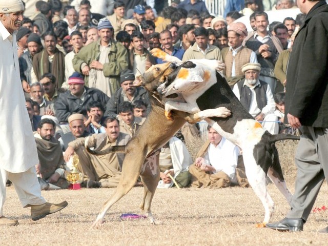 dogfighting in pakistan is alive and kicking