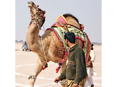 laila wins race chanchal and mastana runners up laila wins race chanchal and mastana runners up