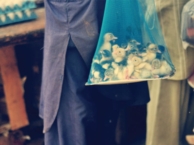 bottom of the food chain bottom of the food chain