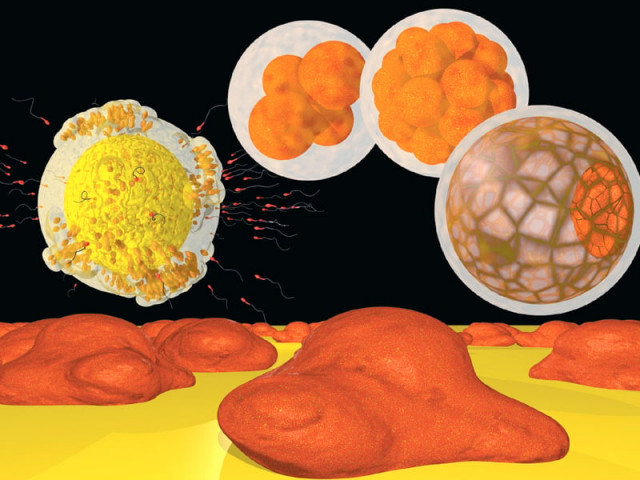 stem cell treatment bears fruit stem cell treatment bears fruit