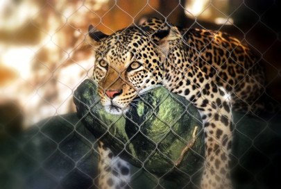 leopard mauls minor girl near loc leopard mauls minor girl near loc