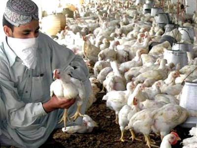 is it safe to eat chicken in pakistan
