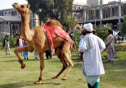 bringing up dromedaries for the love of camels bringing up dromedaries for the love of camels