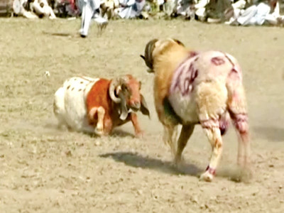 butting out like lambs to the slaughter butting out like lambs to the slaughter