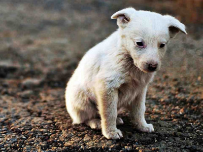 stop killing our dogs cbc please