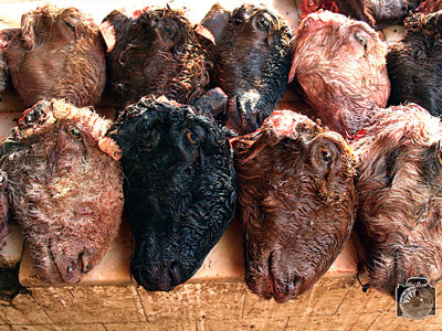 c est la vie life s a circus and we re the actors say these photographers