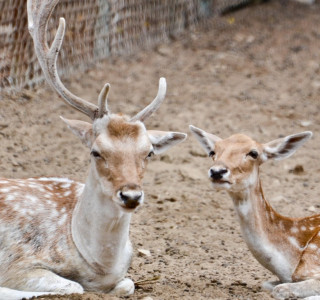 welcome to the jungle in kuri the city might see its first mini safari park