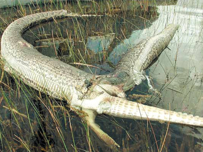 offbeat of supergirl and billion dollar crib