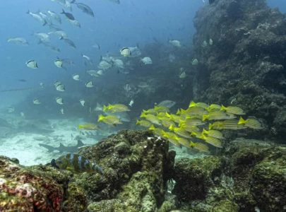 world s oceans near critical acidification level report world s oceans near critical acidification level report