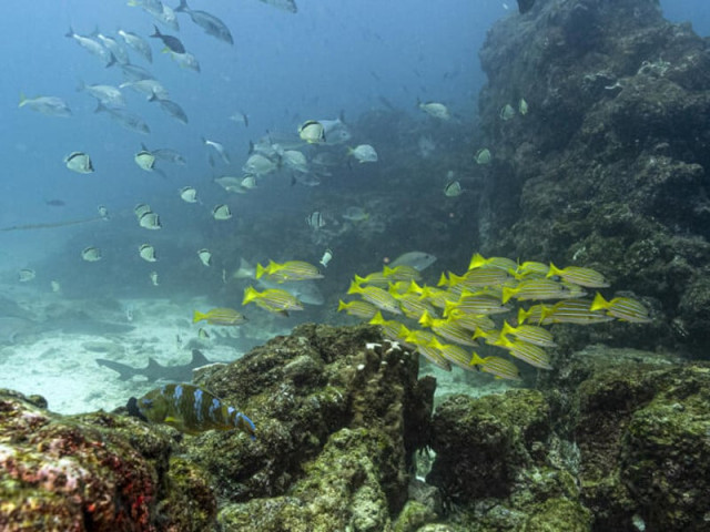 world s oceans near critical acidification level report world s oceans near critical acidification level report
