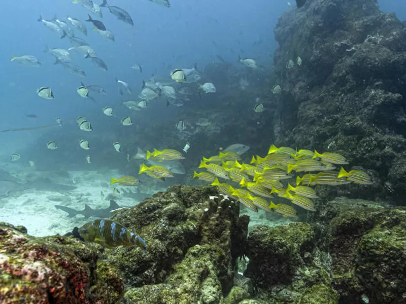 world s oceans near critical acidification level report