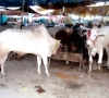 cattle market set up at bhata ground cattle market set up at bhata ground