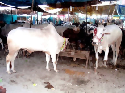 cattle market set up at bhata ground cattle market set up at bhata ground
