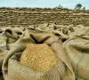 punjab to buy wheat from passco