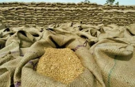 ministry for placing wheat losses in spv