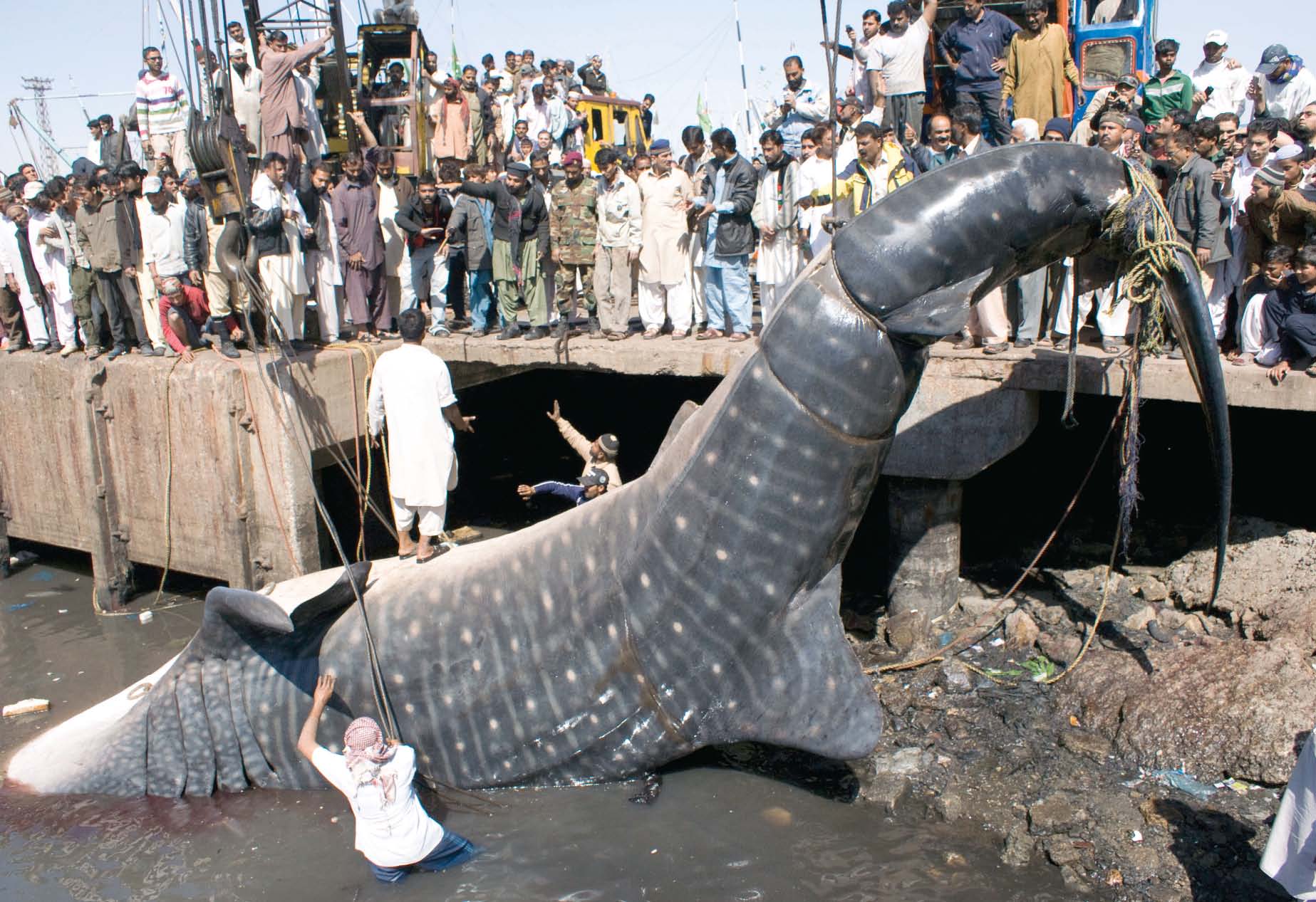 experts to cut up 40 1 foot long whale shark today