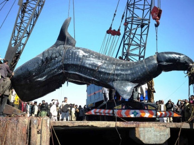 whale shark in islamabad to become national heritage