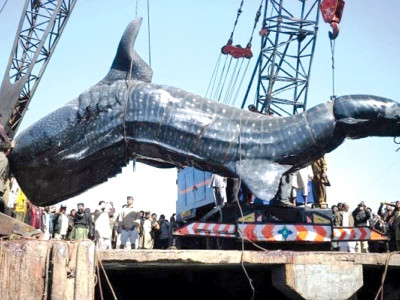 taxidermist s mission whale shark to become national heritage taxidermist s mission whale shark to become national heritage
