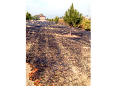 budget gardening why go green when you can burn it all