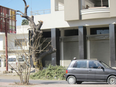 down memory lane with a neem tree before an unceremonious exit