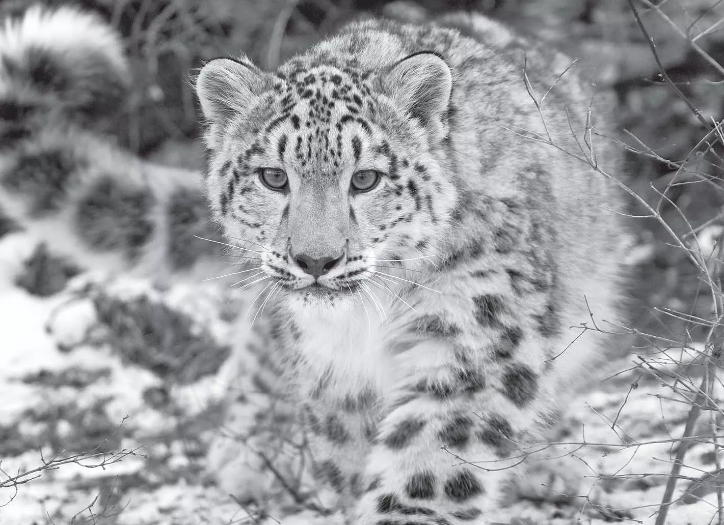 cats can play now in murree 144 imposed to protect leopards cats can play now in murree 144 imposed to protect leopards