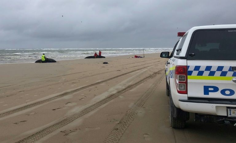 Rescuers are battling cold, wet conditions as well as the harbour's unusual tides to try and save the surviving whales. AFP