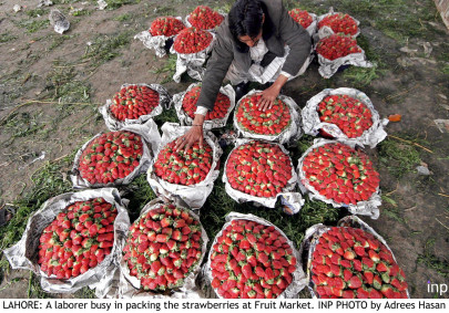 dha flower show beat inflation grow your own food