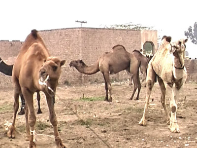terrorism threat livestock festival in dera ghazi khan sets off but lacks lustre terrorism threat livestock festival in dera ghazi khan sets off but lacks lustre