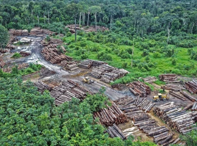 12 5 of amazon s plant cover lost to deforestation 12 5 of amazon s plant cover lost to deforestation