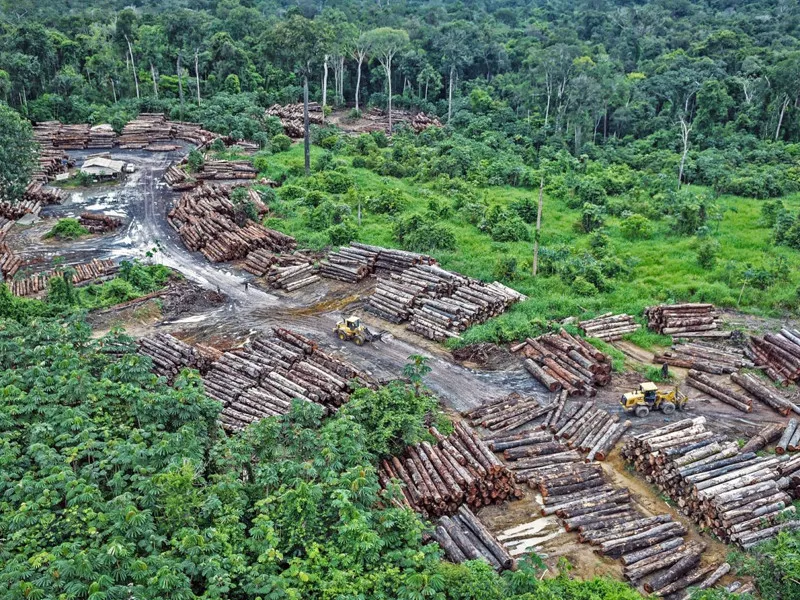 12 5 of amazon s plant cover lost to deforestation 12 5 of amazon s plant cover lost to deforestation