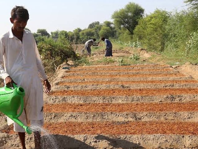 Agriculture posts 2.89pc growth despite flood damage, survey shows
