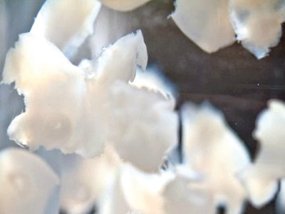 hydrogel could grow new heart tissue without the need for surgery hydrogel could grow new heart tissue without the need for surgery