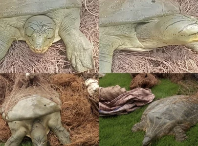 two suspects arrested for poaching endangered turtles from ravi river two suspects arrested for poaching endangered turtles from ravi river