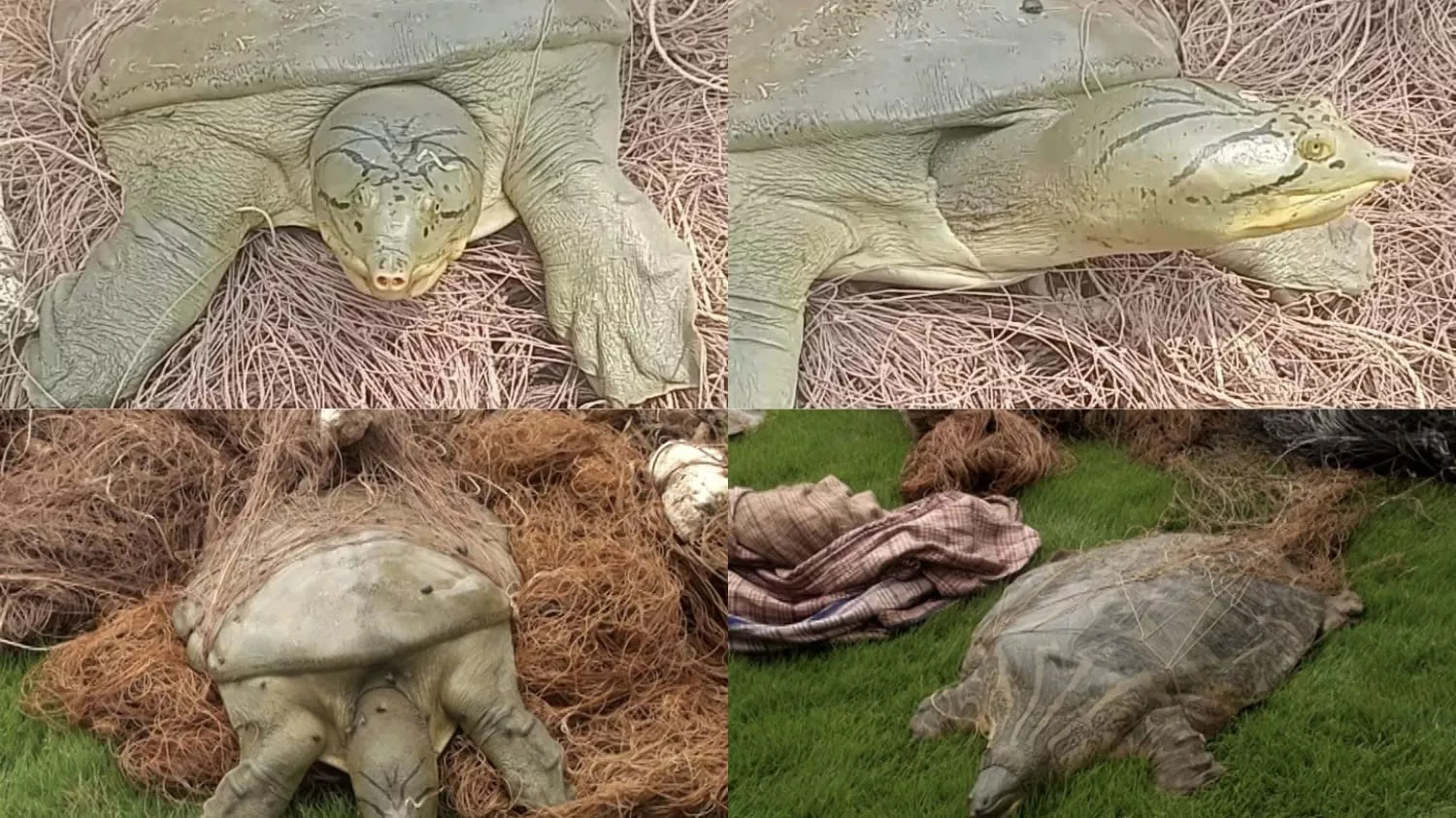 two suspects arrested for poaching endangered turtles from ravi river two suspects arrested for poaching endangered turtles from ravi river