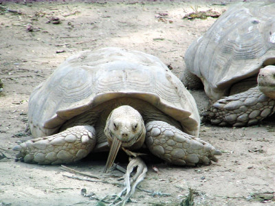 animal kingdom karachi zoo to get a facelift and new faces animal kingdom karachi zoo to get a facelift and new faces