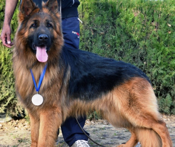 sieger dog show 2012 at a competition for dogs german shepherds strut their stuff sieger dog show 2012 at a competition for dogs german shepherds strut their stuff