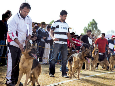 final day of sieger show dog lovers and enthusiasts brave the rain to see german shepherds shine final day of sieger show dog lovers and enthusiasts brave the rain to see german shepherds shine