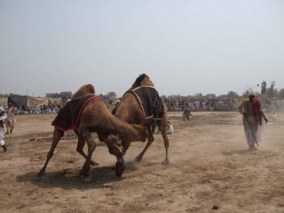 cultural sports two day camel wrestling tournament ends cultural sports two day camel wrestling tournament ends