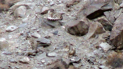 endangered species snow leopards spotted in astore s doyan valley