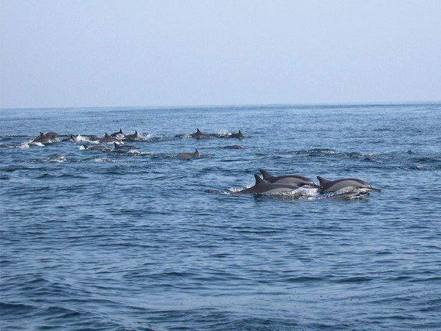 dallying with dolphins