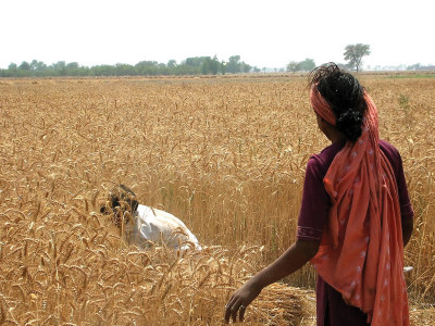 sindh urges centre to fix wheat support price sindh urges centre to fix wheat support price