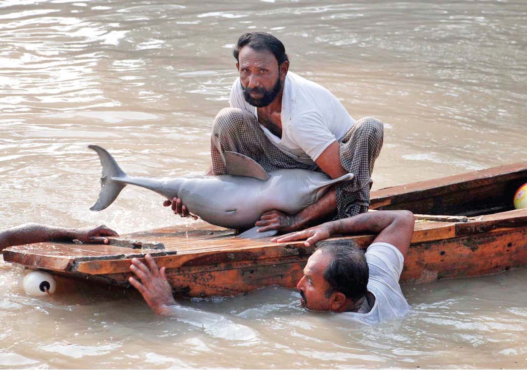 threat to dolphin govt bans fishing between guddu and sukkur