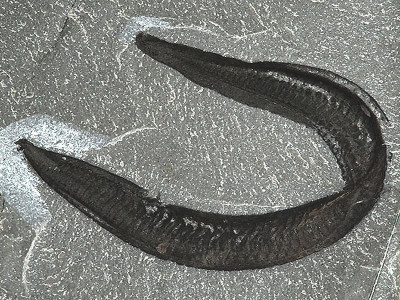 offbeat so was your great great grand dad a worm offbeat so was your great great grand dad a worm