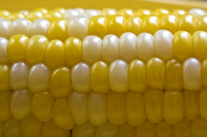 negative externality farmers fear fallout as bt corn trial allowed