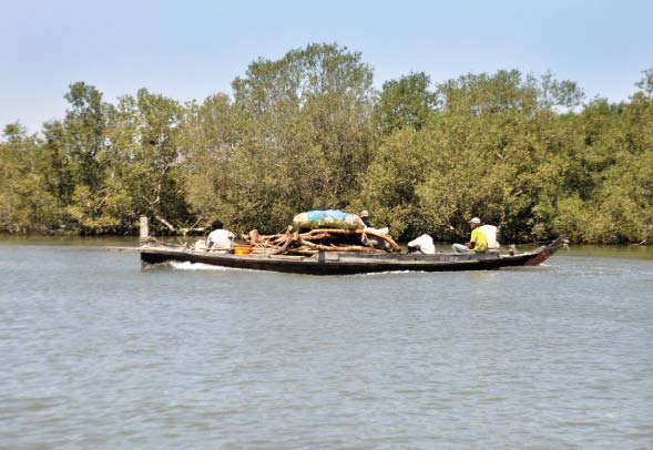 the forest for the tree a mangrove a day keeps the tsunami at bay